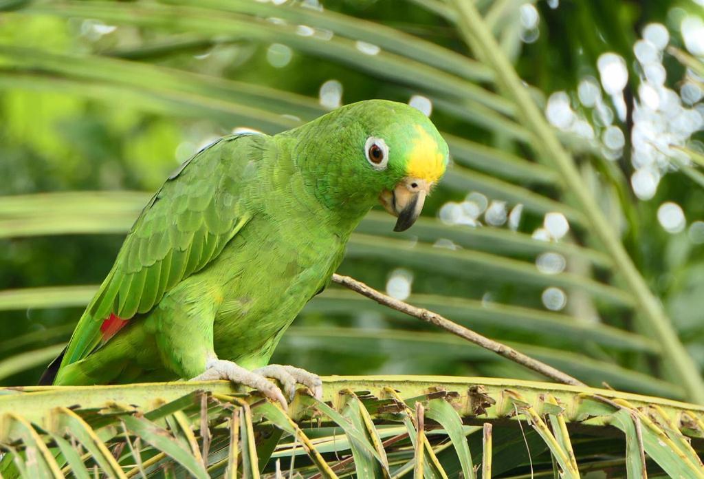 Cabana Itze La Fortuna Ngoại thất bức ảnh